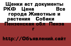 Щенки аст документы РКФ › Цена ­ 15 000 - Все города Животные и растения » Собаки   . Пензенская обл.,Пенза г.